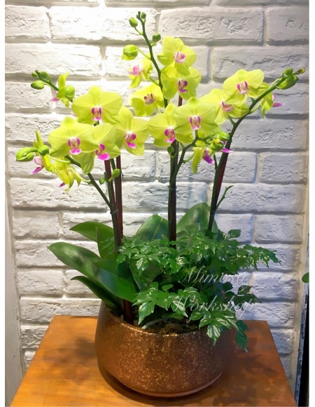 OR511 - 5菖迷你黃色蝴蝶蘭,植物及陶瓷花盆